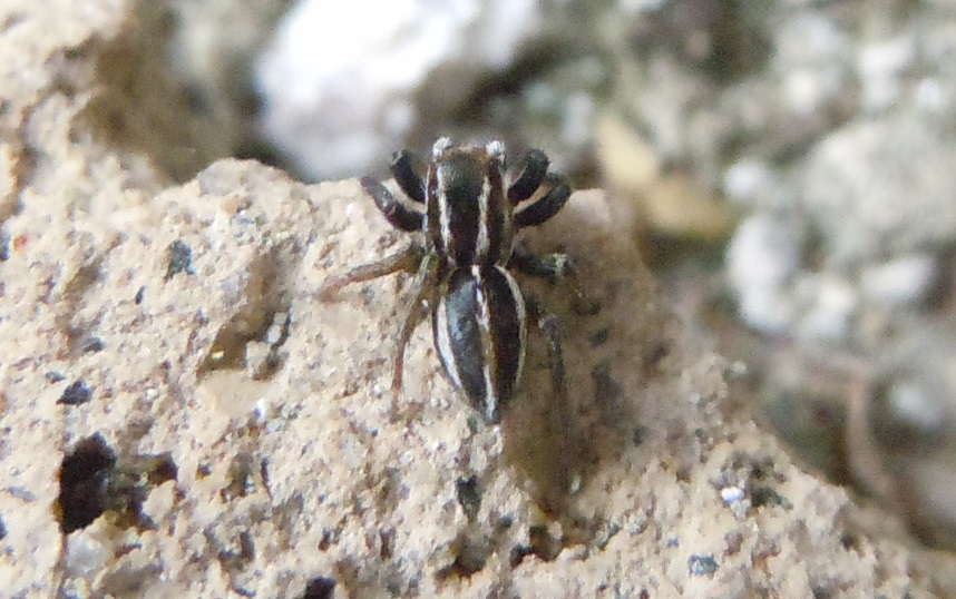 Phlegra bresnieri  -  Agnano(NA)